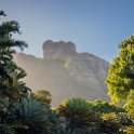 ZAF WC CapeTown 2016NOV14 KNBG 011 : 2016, 2016 - African Adventures, Africa, November, South Africa, Southern, Western Cape, Cape Town, Kirstenbosch National Botanical Garden